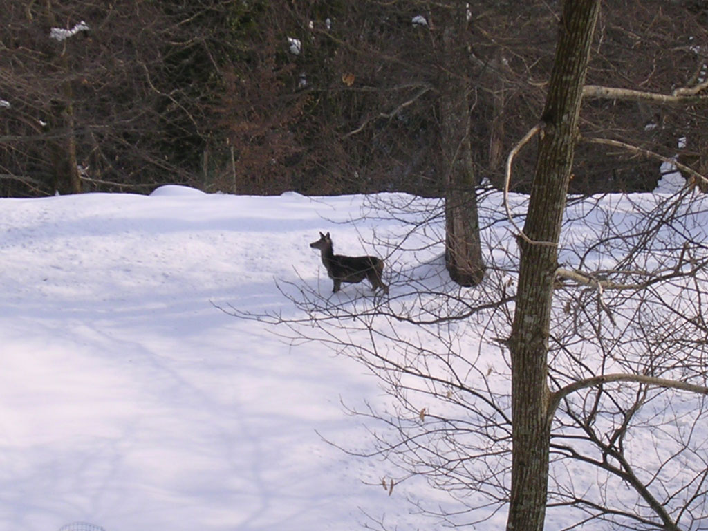 Un capriolo sulla neve