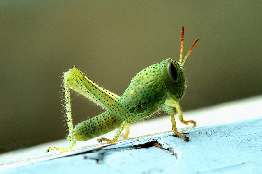 Giovane cavalletta - Macro