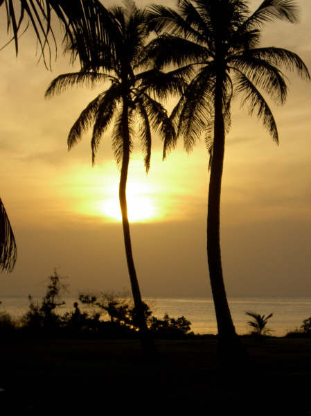 Tramonto dietro le palme