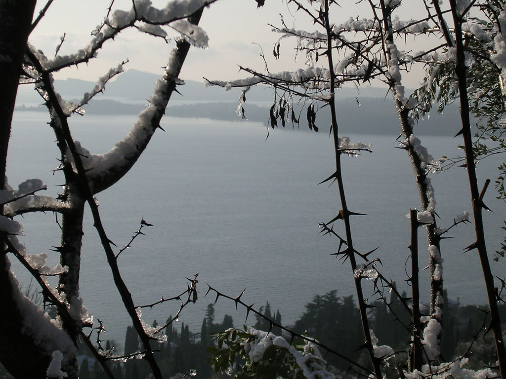 Spini ghiacciati sul lago