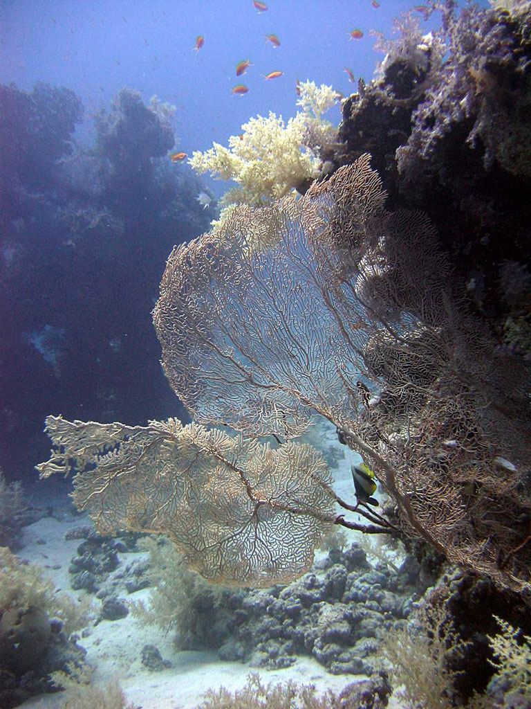 Gorgonia sotto al mare
