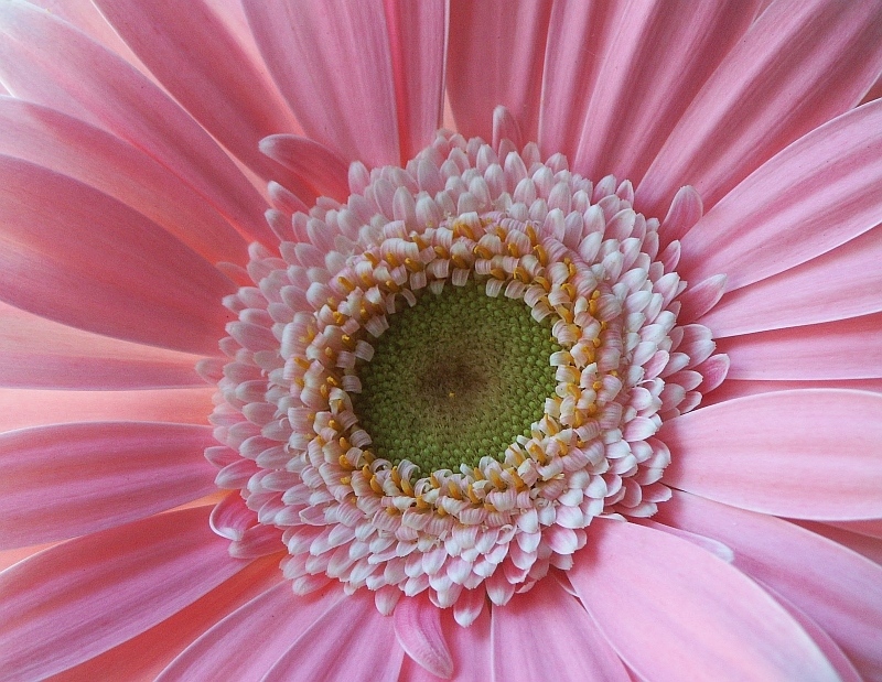 Gerbera