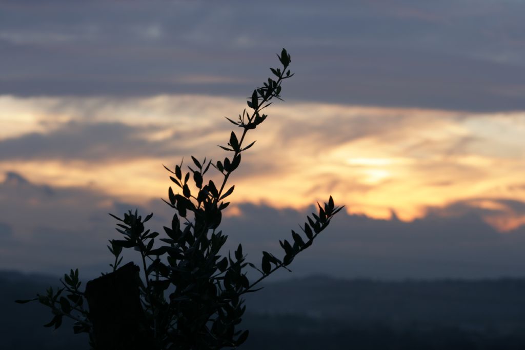 ulivo al tramonto