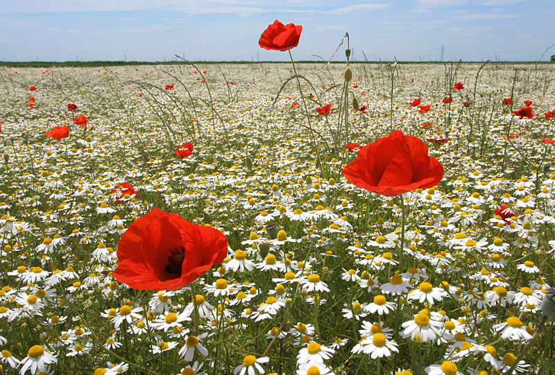 Camomilla e papaveri