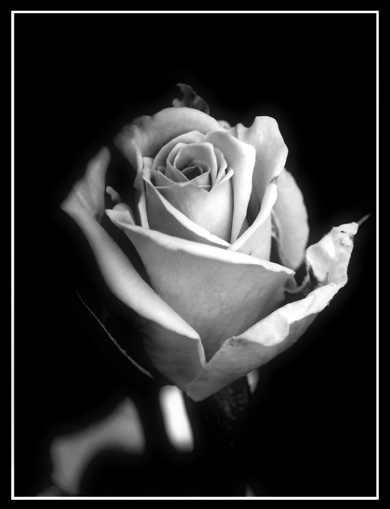 Rosa B&W