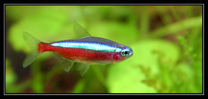 Primi scatti agli abitanti in vasca