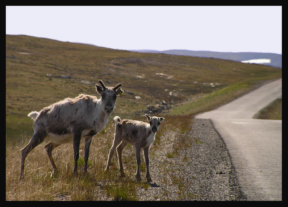 Cos'hai da guardare?