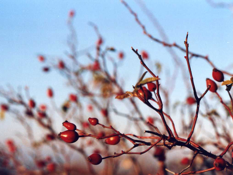 Gradite una tisana?...