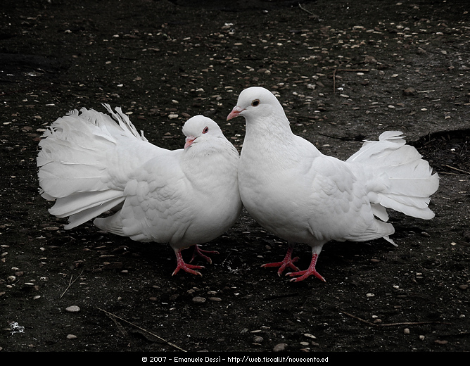 I due piccioncini