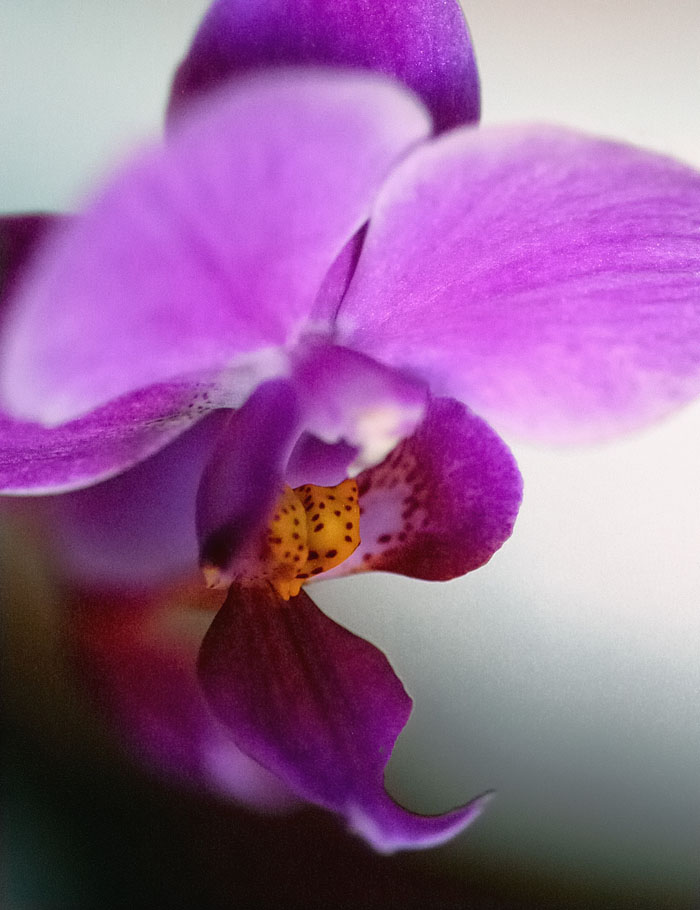 Orchidea