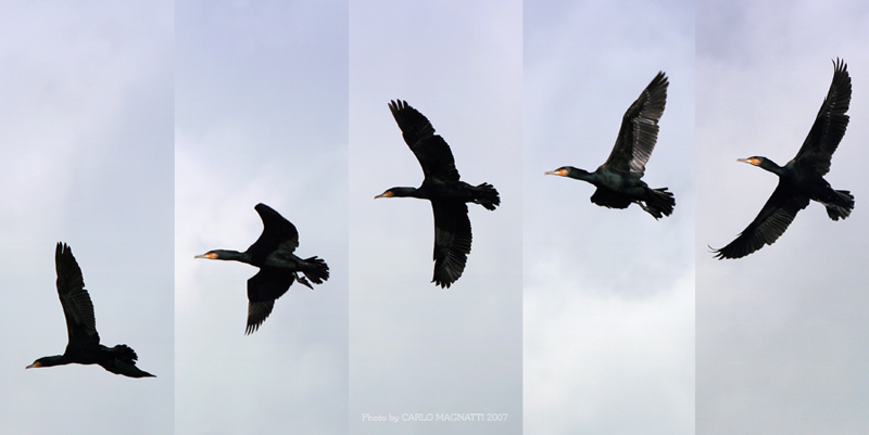 Cormorano in volo