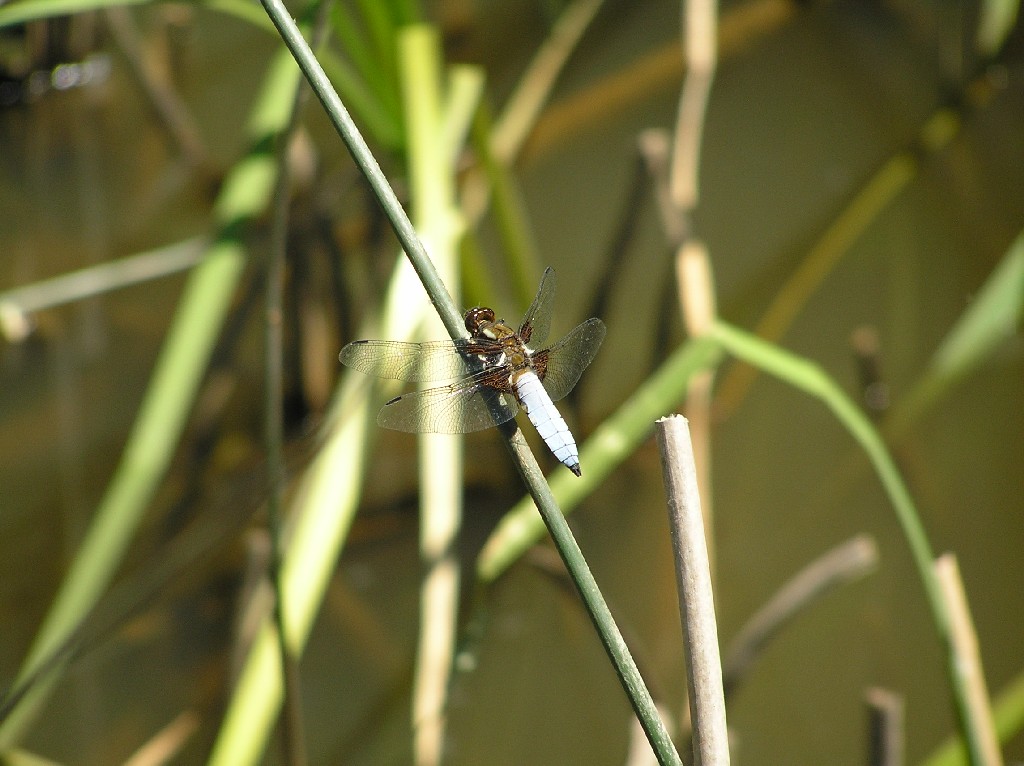 libellula azzurra