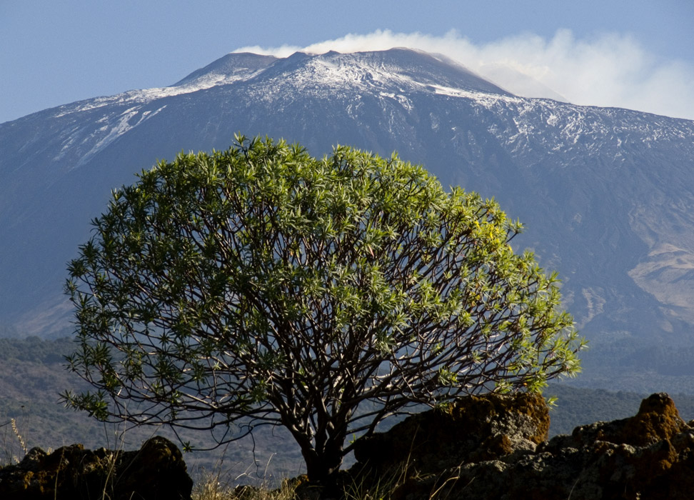 .: .04 euforbia arborea :.