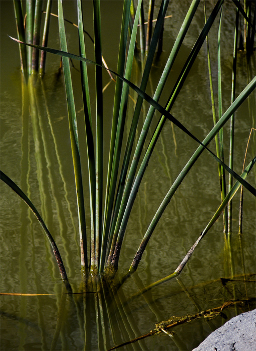 .: giunchi - blu basalto :.