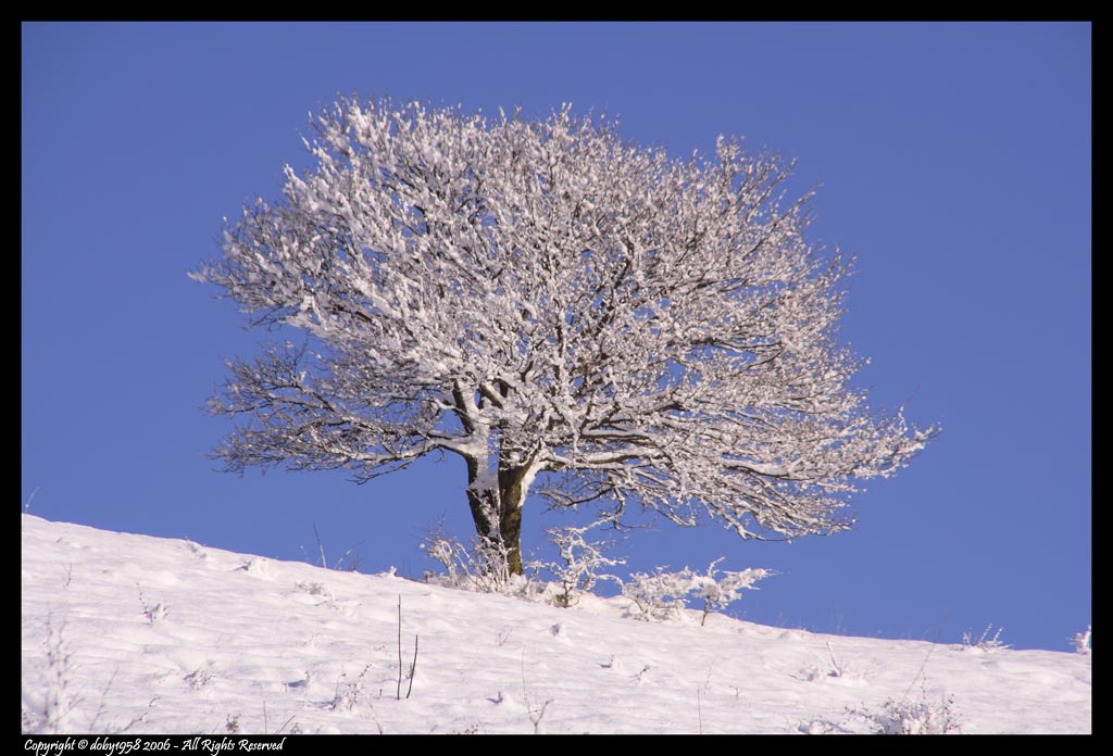solo in mezzo alla neve