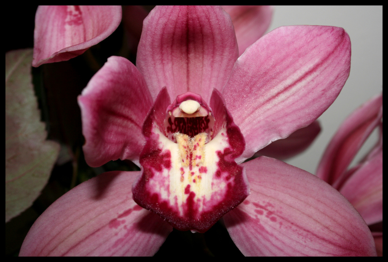 Orchidee per Orchidea #1