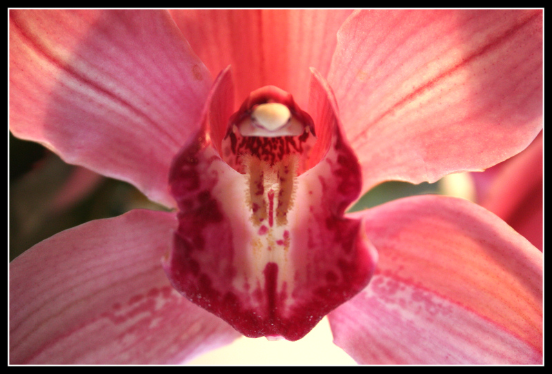 Orchidee per Orchidea #3