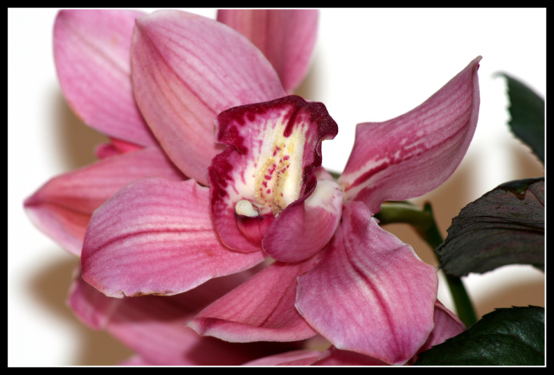 Orchidee per Orchidea #5