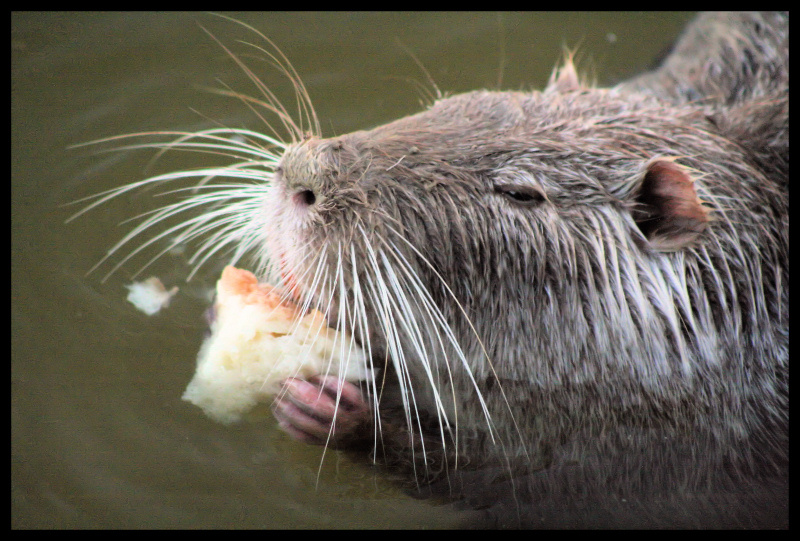 Nutria