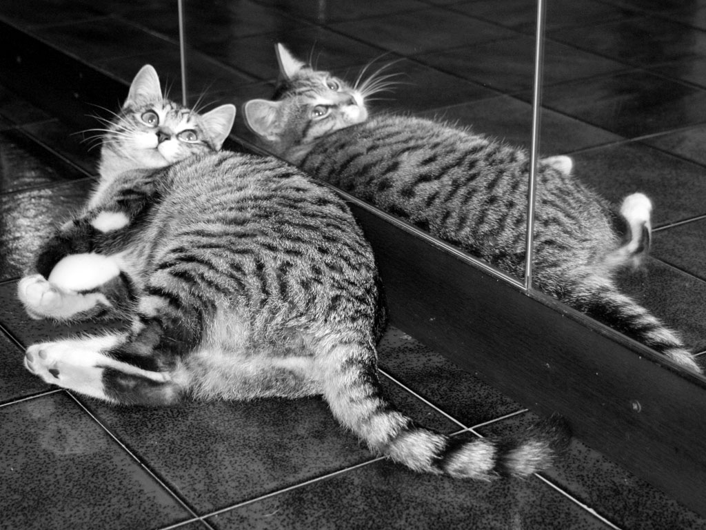 Specchio delle mie brame