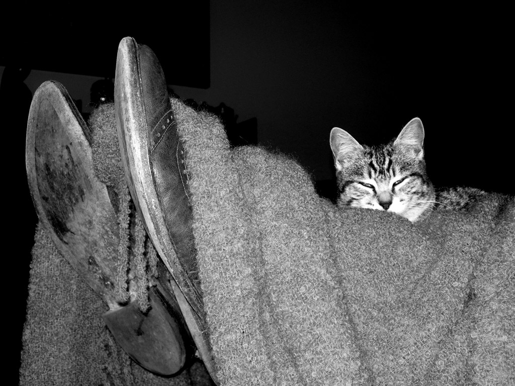 Il gatto con gli stivali