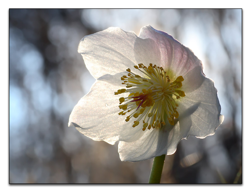 Rosa di Natale in controluce