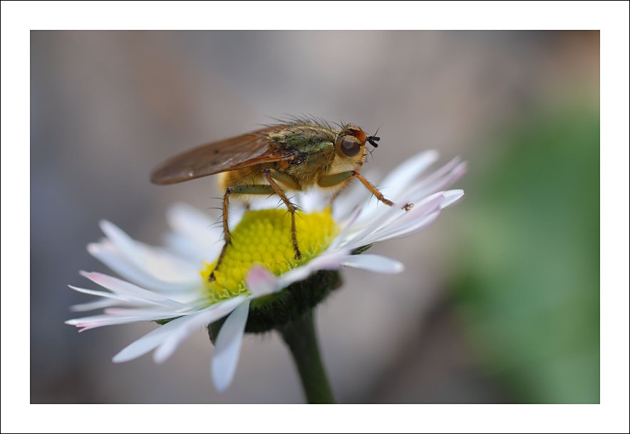 Regina....Margherita