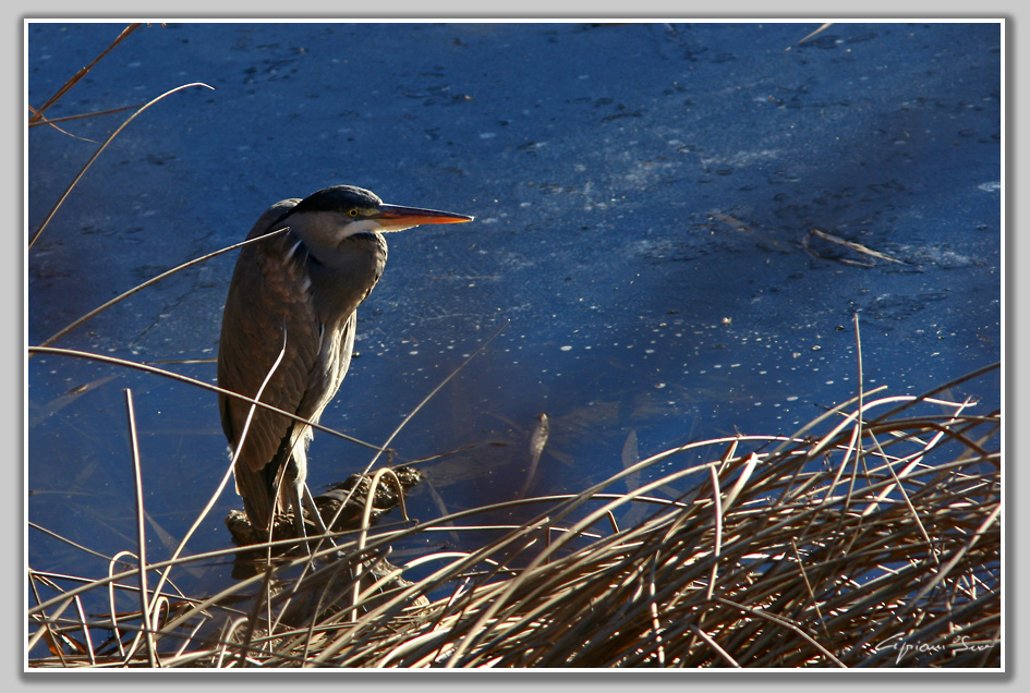 Airone trentino infreddolito.