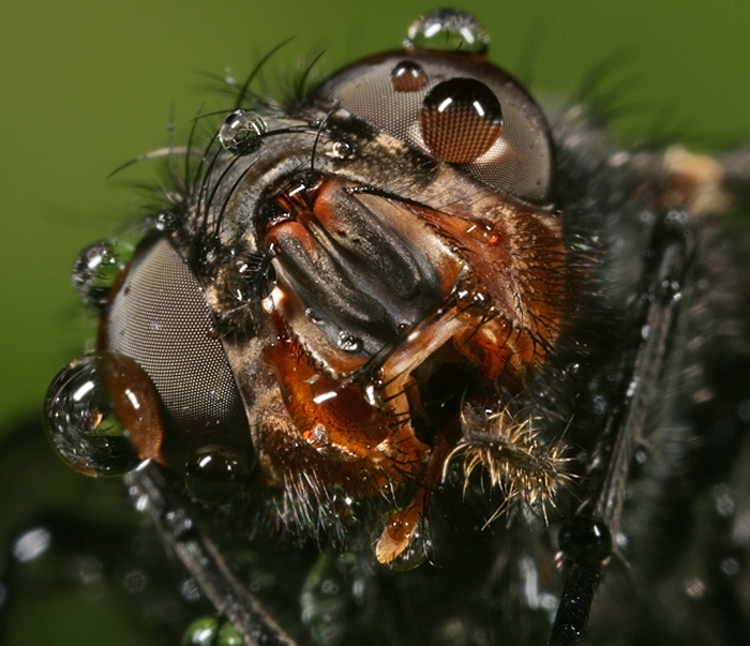 Ad Albert..... con simpatia