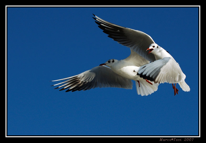 Gabbiani in volo