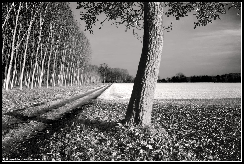 La campagna di Carignano, Torino. #10. Versione IR