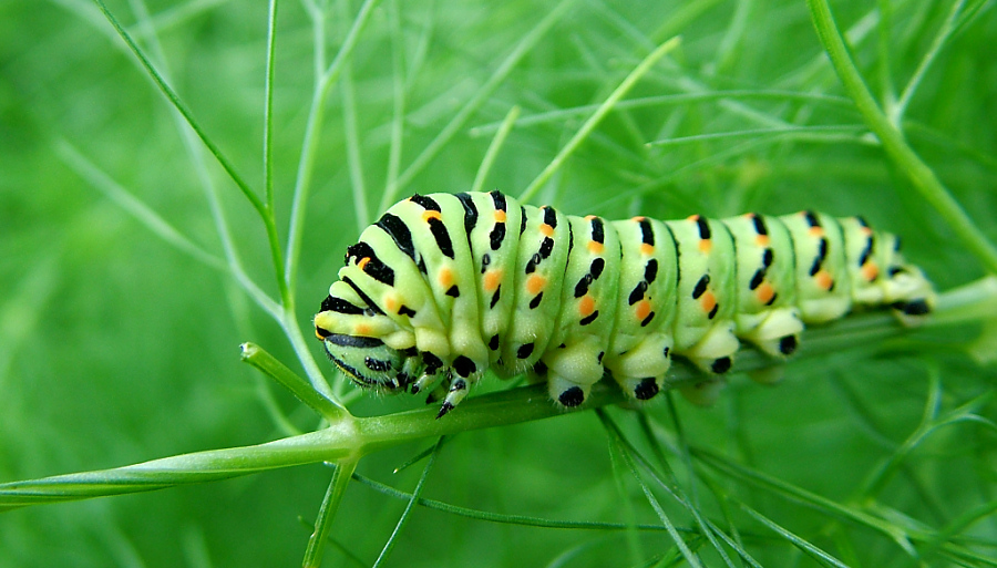 � un bruco di.....???