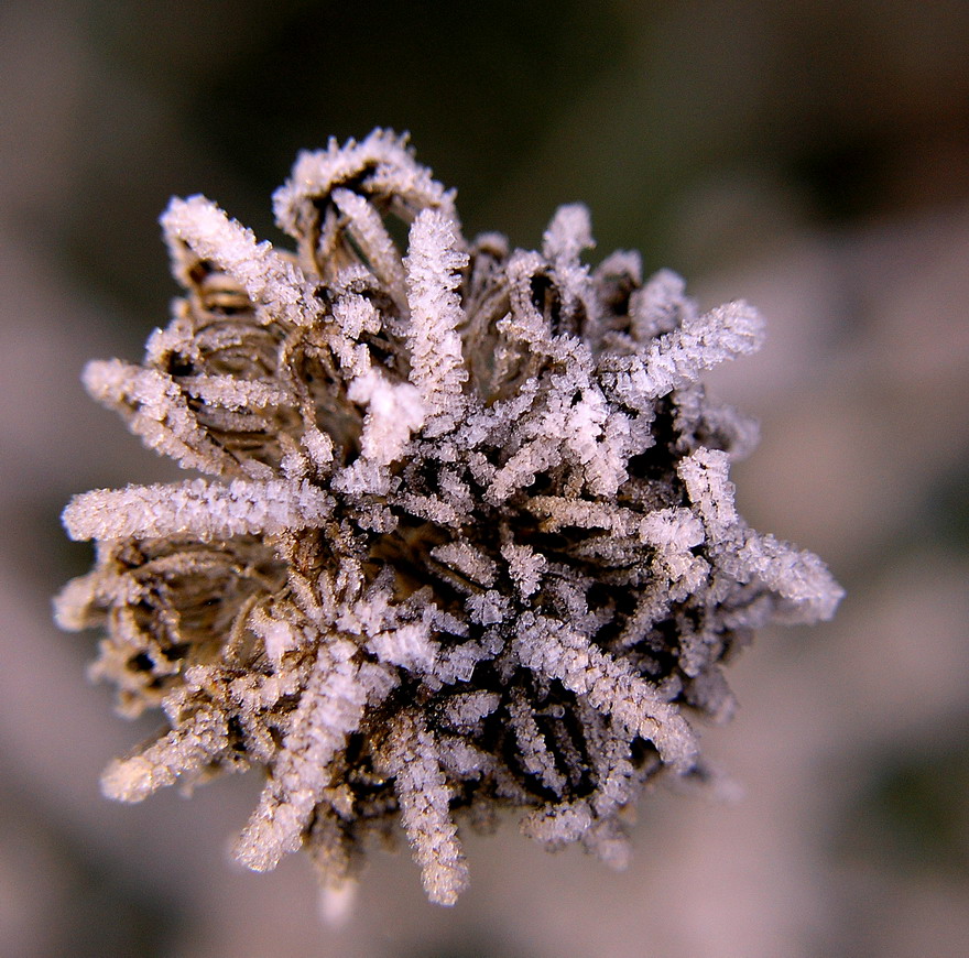 Brillanti del mattino 3