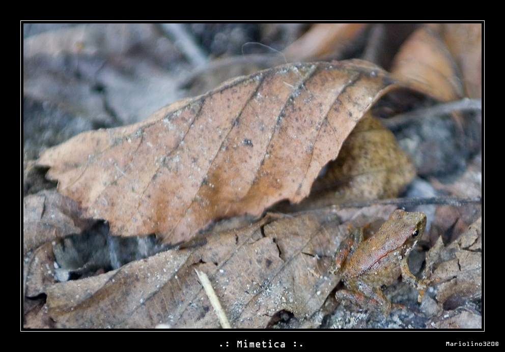 ..:Mimetica:..