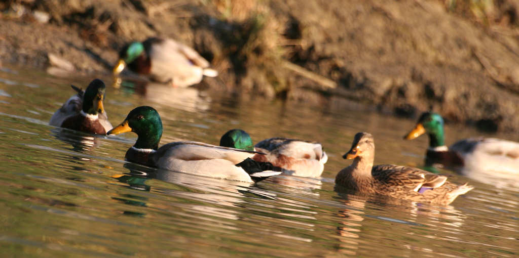 Finche l'anatra va...