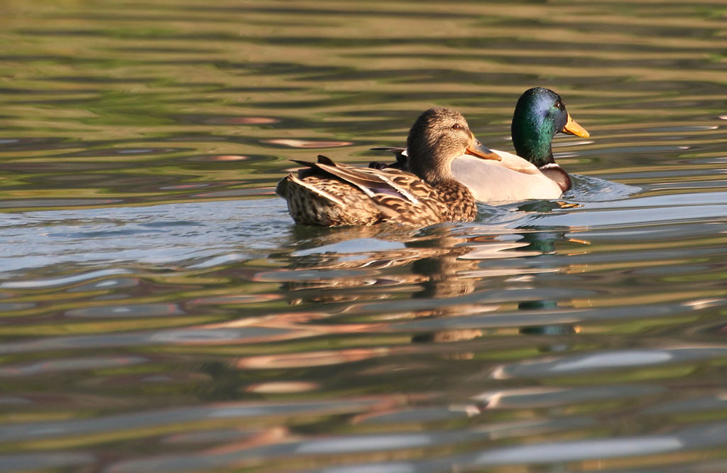 ... lasciala andare!