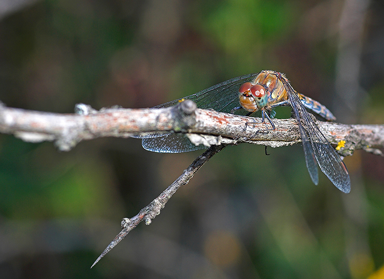 libellula sul ramo