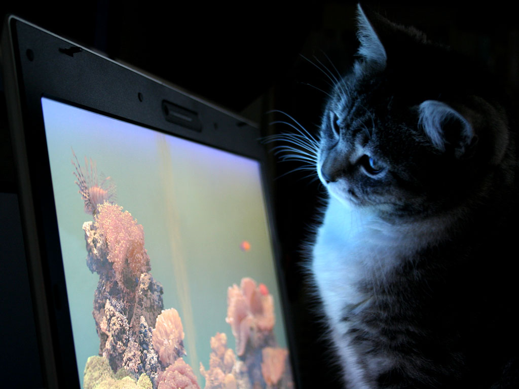 Vorrei essere un pesce...gatto