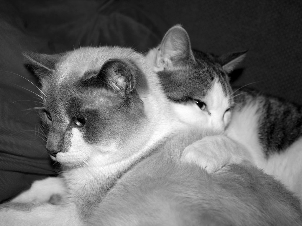 Oh mio angelo custode..