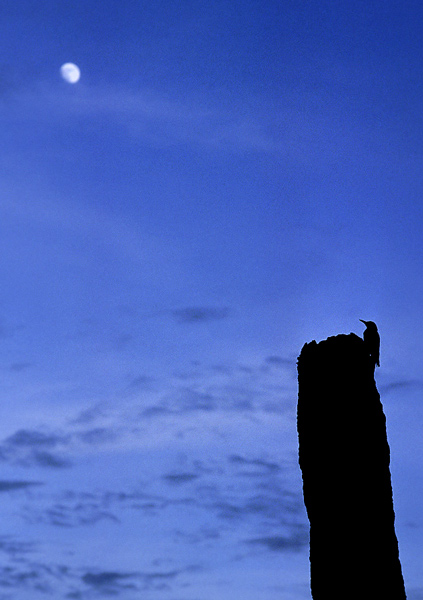 Scent of a beautiful blue