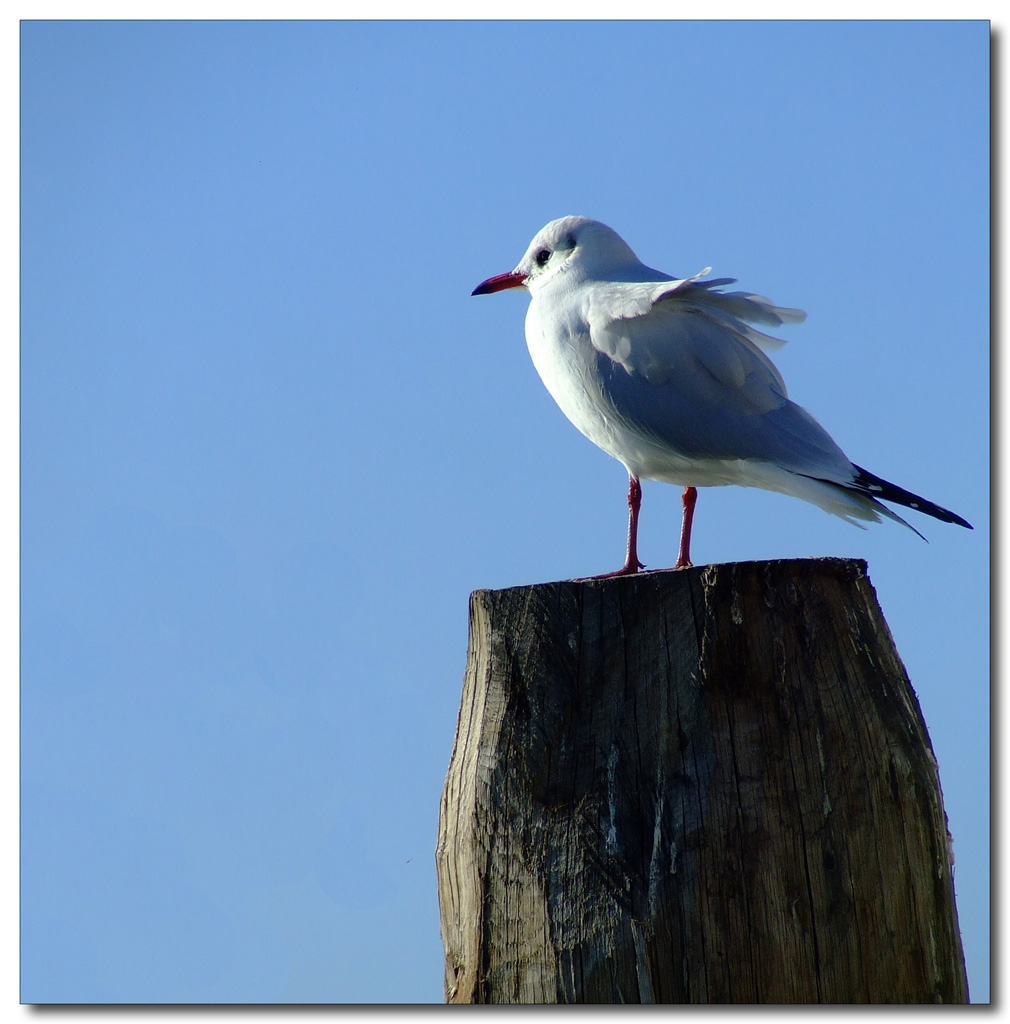 Voglia d'oceano..attoII�