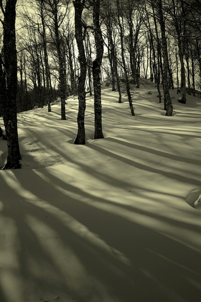 Luci e ombre nel bosco