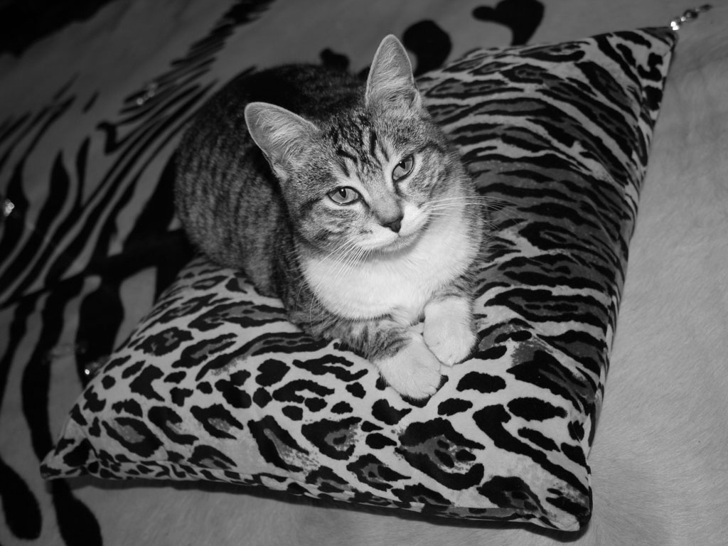 Regina della giungla