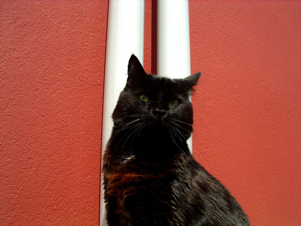 Another cat in the wall (part 4)