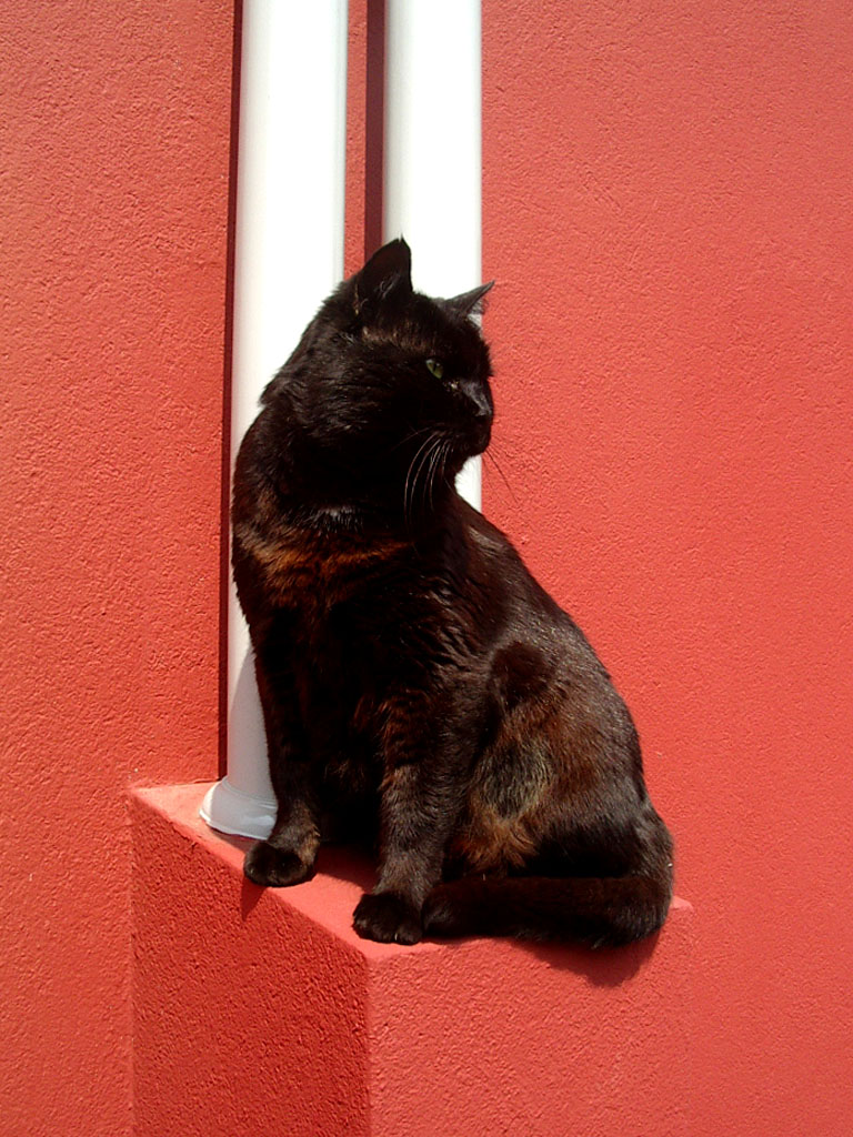 Another cat in the wall (part 3)