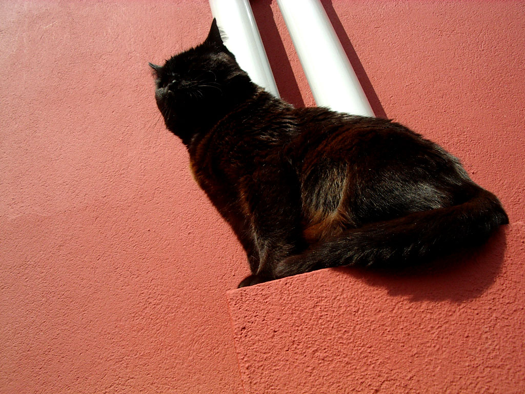 Another cat in the wall (part 2)