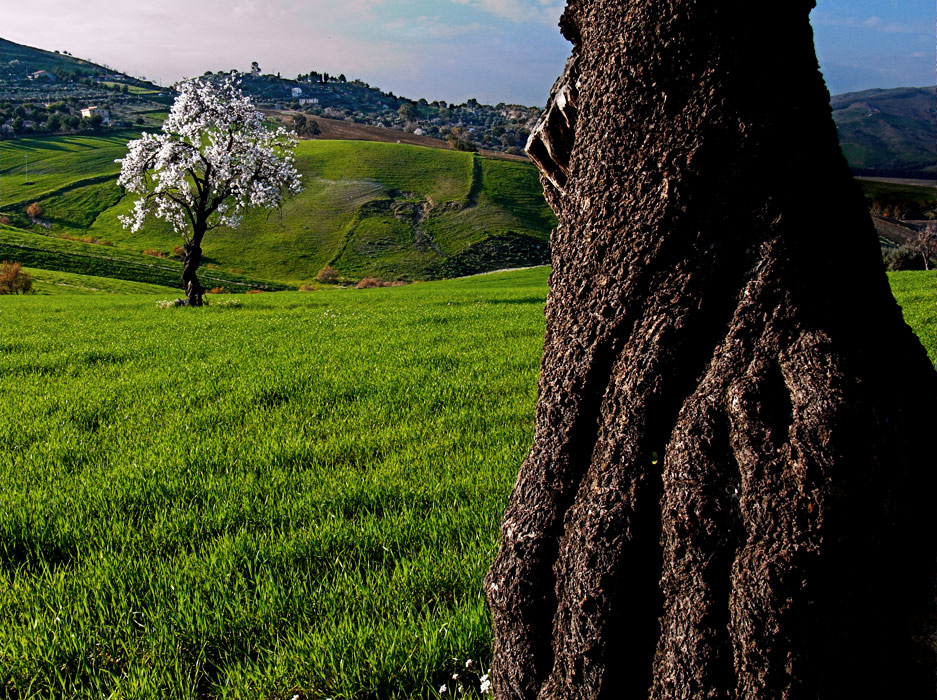 .: i mandorli sono in fiore :.