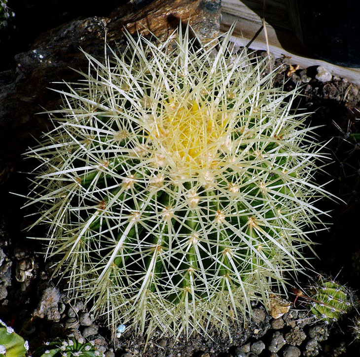 spinosamente geometrica