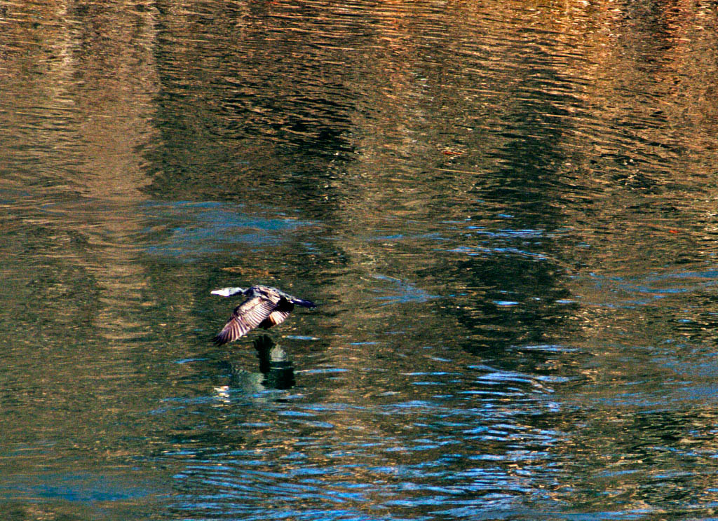 Cormorano in volo