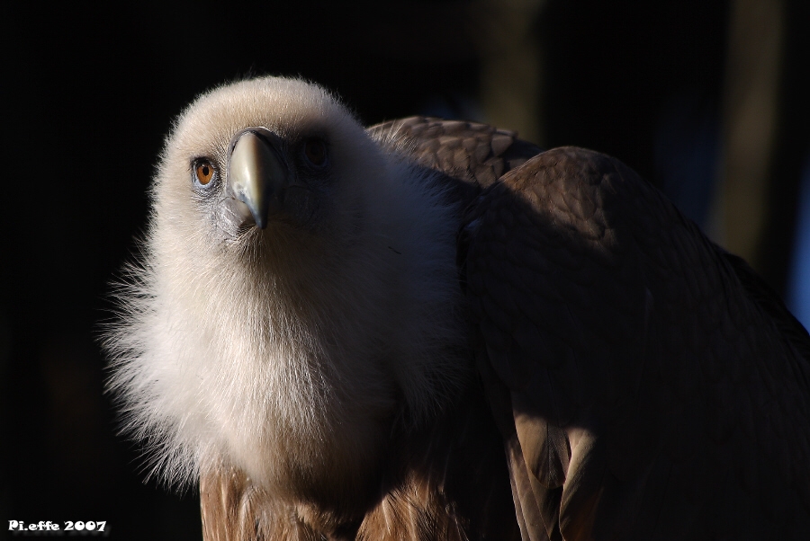 Avvoltoio delle nevi